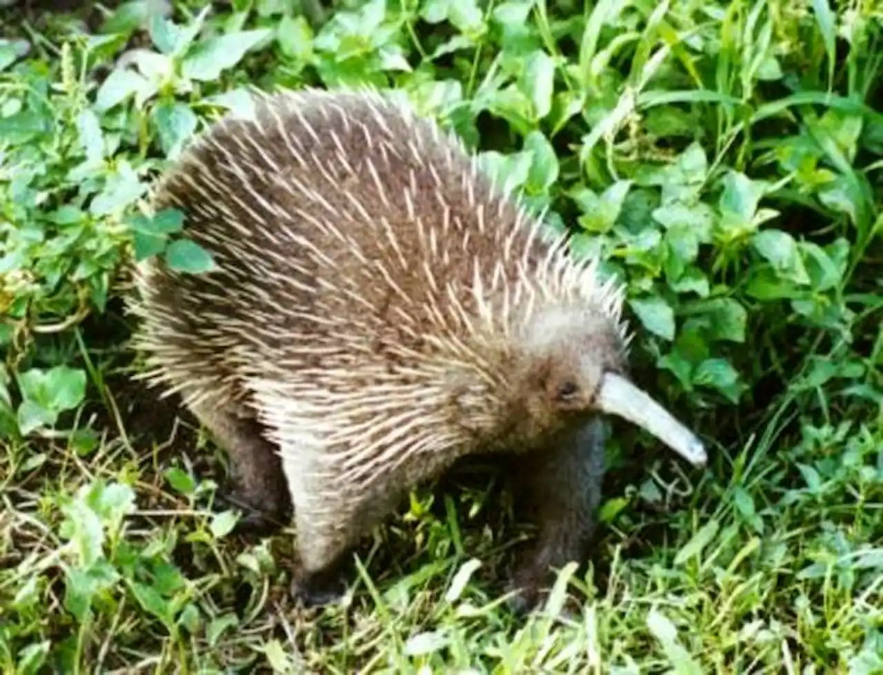 Echidna de pico largo, 'Zaglossus bruijni', el mamífero que pone huevos / Foto: Wikipedia