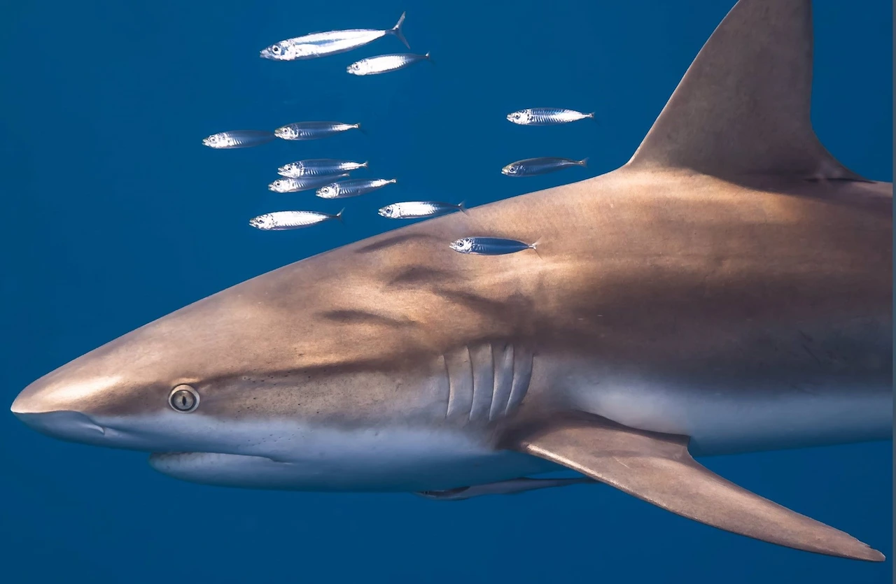 La falta de datos sobre la explotación de tiburones y rayas dificulta su conservación eficaz  / Foto: Shark League