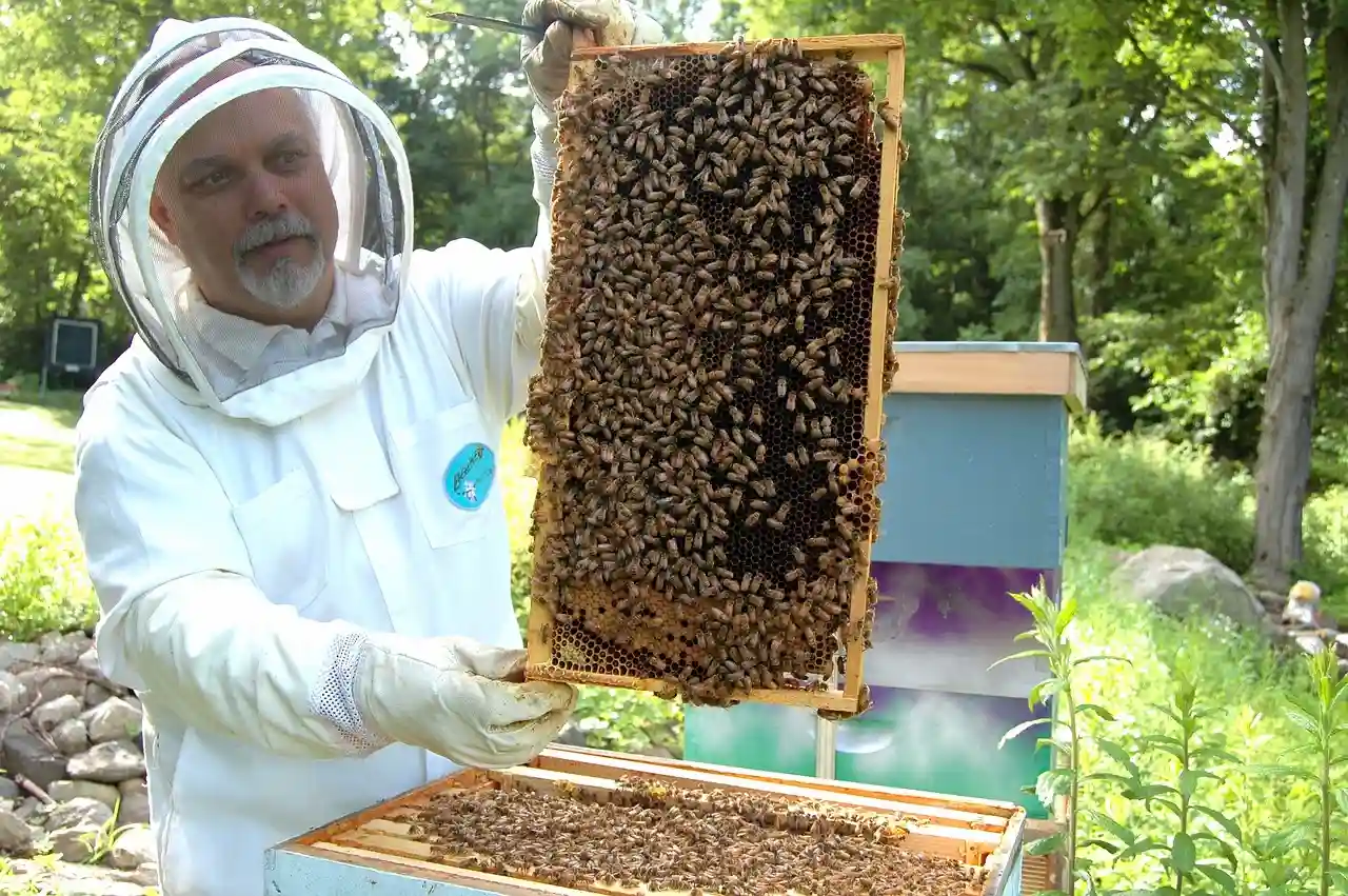 Los apicultores obligados a aumentar el número de colmenas a causa del cambio climático y los insecticidas / Foto: PB