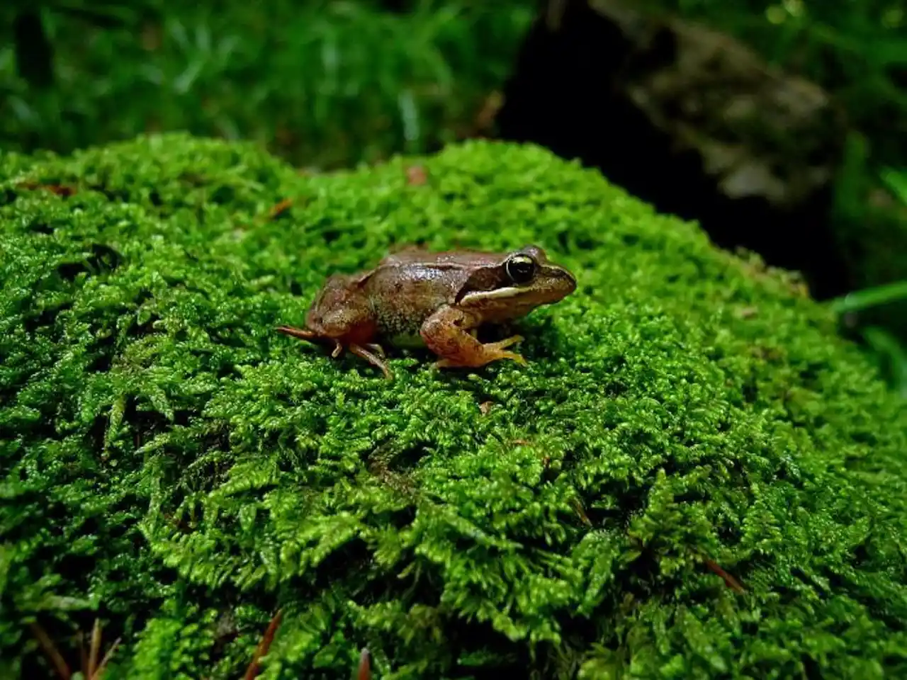 Un ejemplar de rana pirenaica, especie de anfibio en peligro de extinción, incluida en el Listado Aragonés de Especies Amenazadas / Foto: Juan Carlos Albero