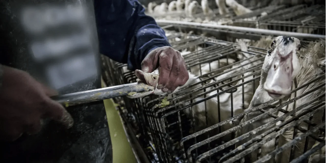 Alimentación forzada de patos y ocas para la producción de foie gras