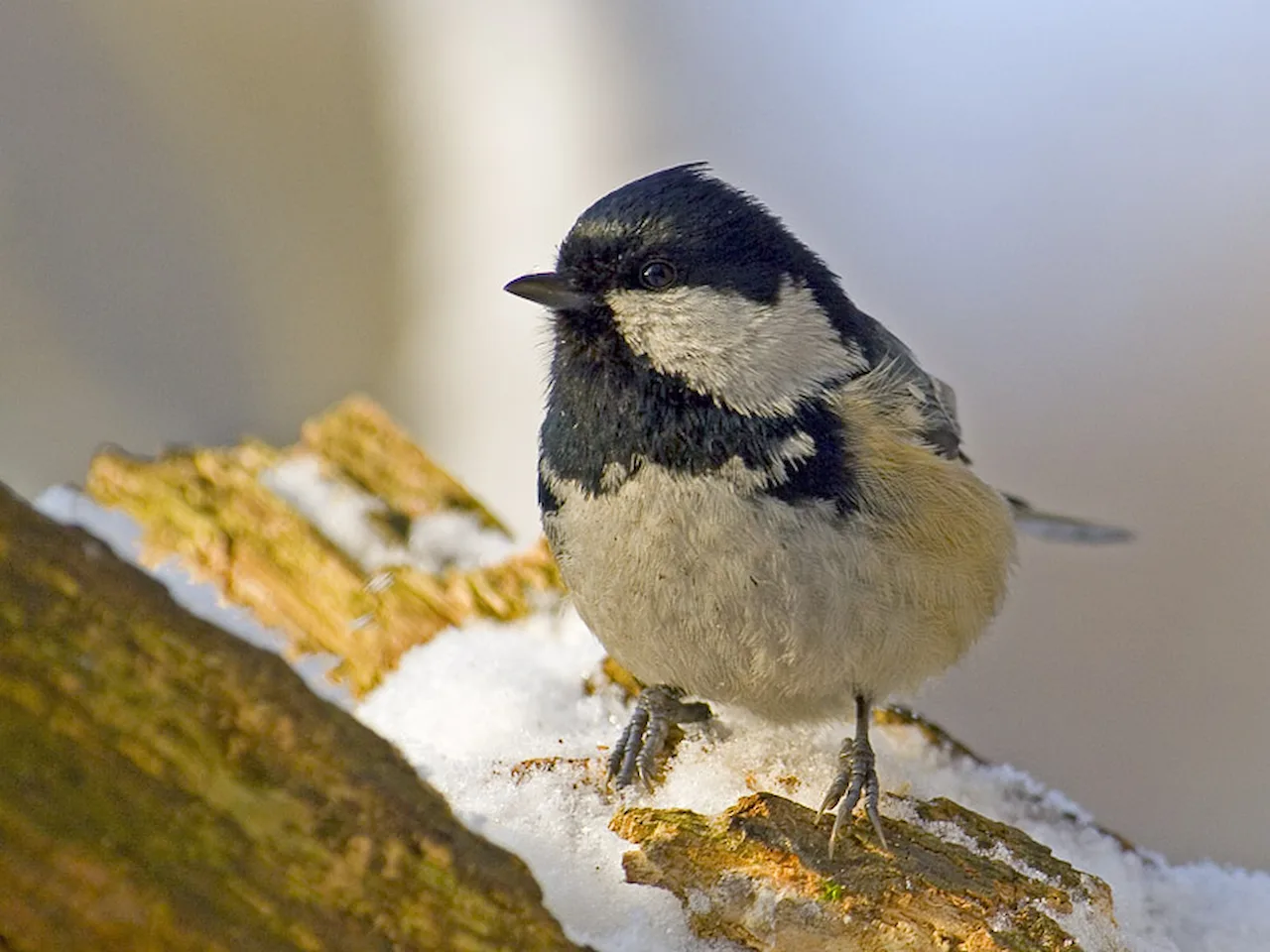 Carbonero garrapinos 'Parus ater', especie vinculada a espacios urbanos. Las zonas verdes de las ciudades determinan las características de sus aves / Foto: Wikipedia