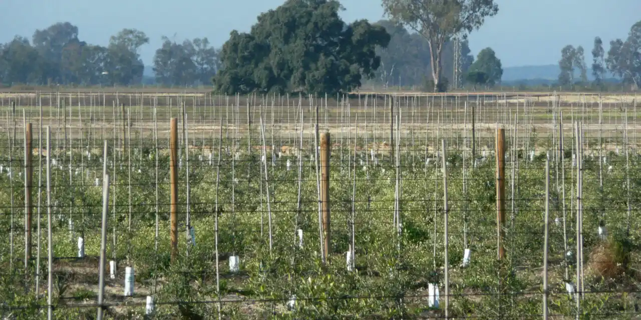 El protocolo para Doñana, algunas certezas y numerosas incertidumbres. Regadío de olivar superintensivo en Doñana / Foto: Ecologistas en Acción