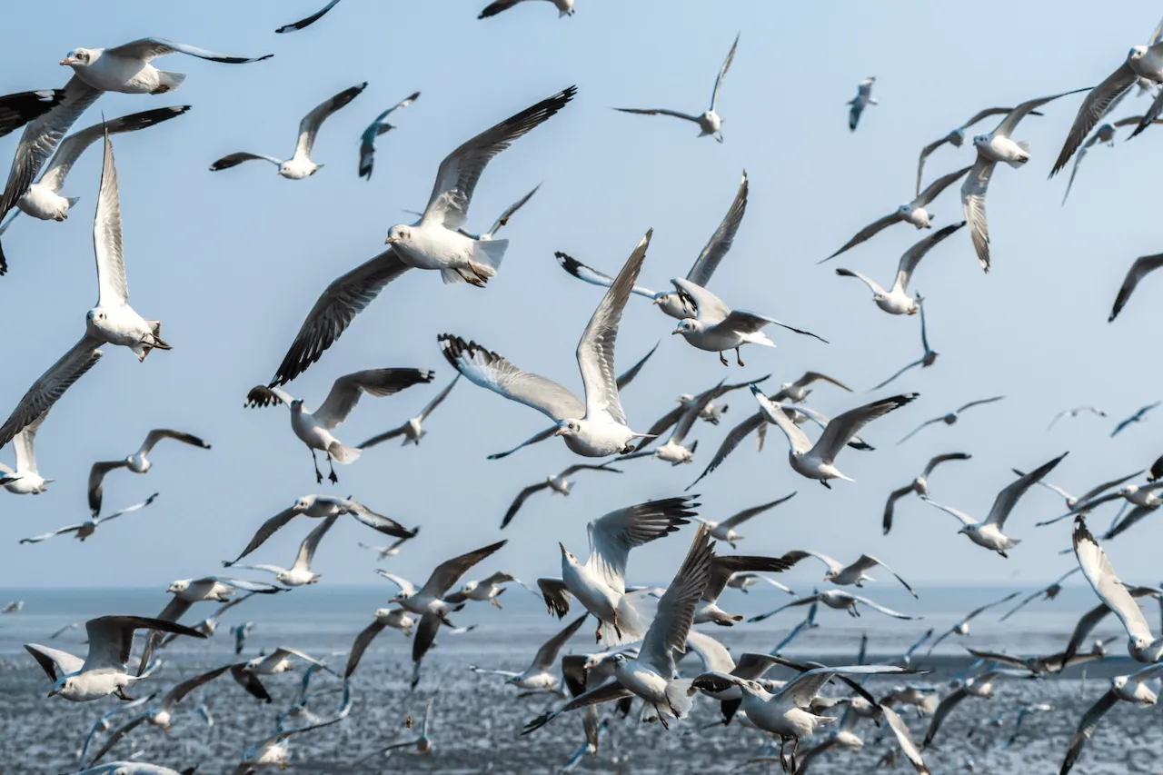 109 especies de aves comunes de la Península han sufrido un cambio poblacional en 20 años / Foto: FP
