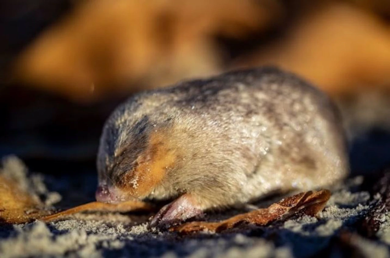 El topo dorado iridiscente de Winton, uno de los animales más buscados del mundo / Foto: EP