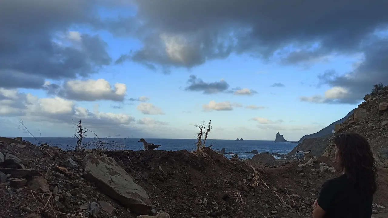 Rescatadas 3.250 aves marinas deslumbradas por la contaminación lumínica / Foto: SEO/BirdLife