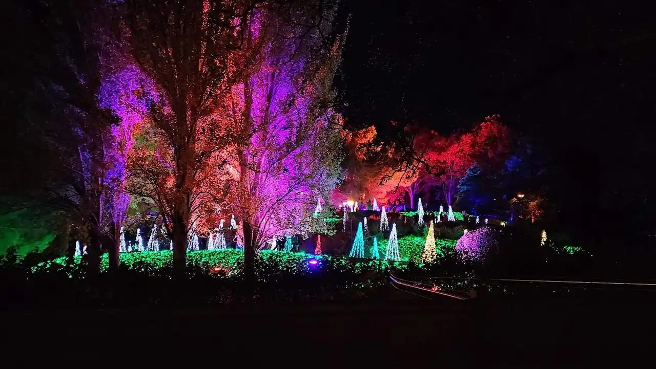 Las luces navideñas tienen un alto impacto en la biodiversidad silvestre urbana / Foto: SEO/BirdLife