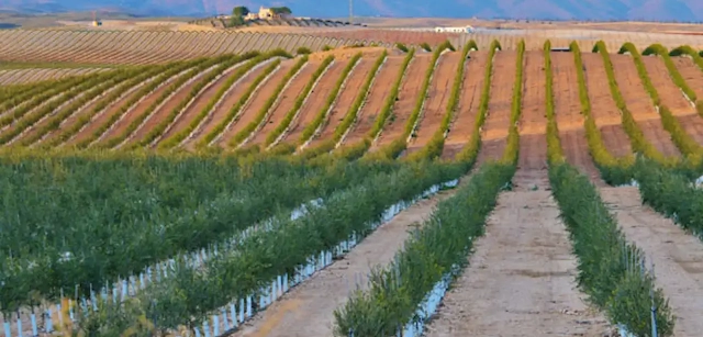Plantaciones de olivo en superintensivo