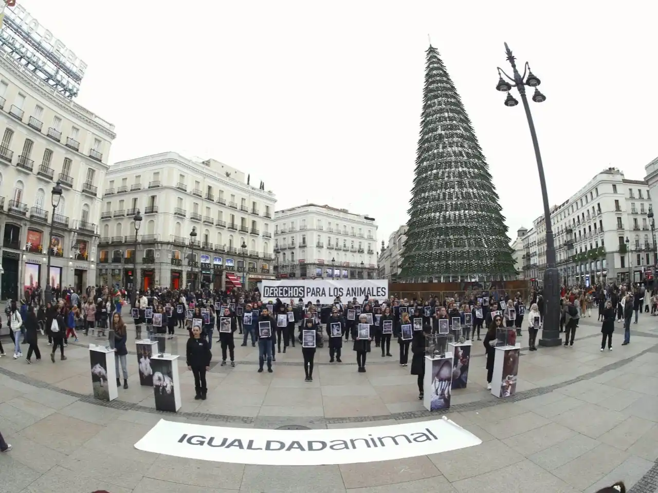 Activistas se congregan en Sol contra el maltrato animal en las macrogranjas / Foto: Fundación Igualdad Animal
