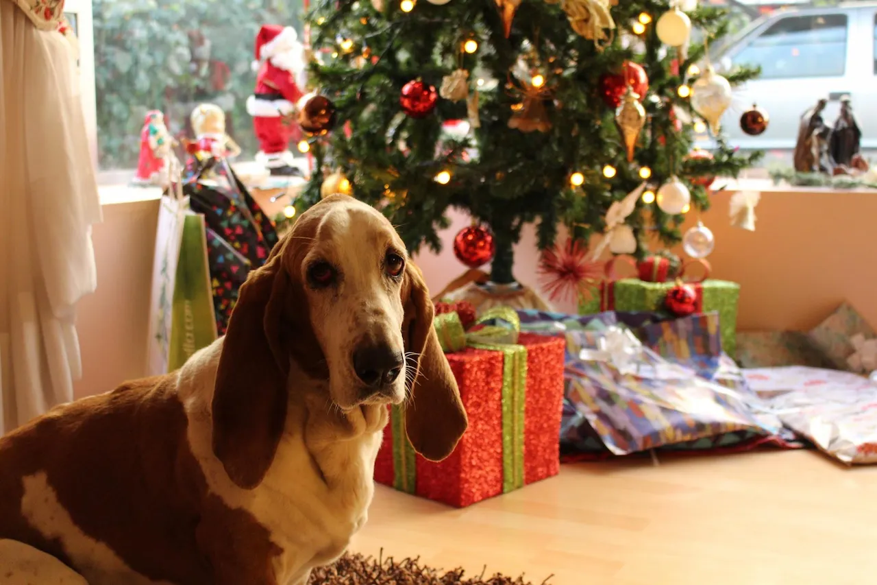 Un animal no es un objeto de regalo. Vinculan las adopciones navideñas a los abandonos en enero / Foto: Fundación Affinity