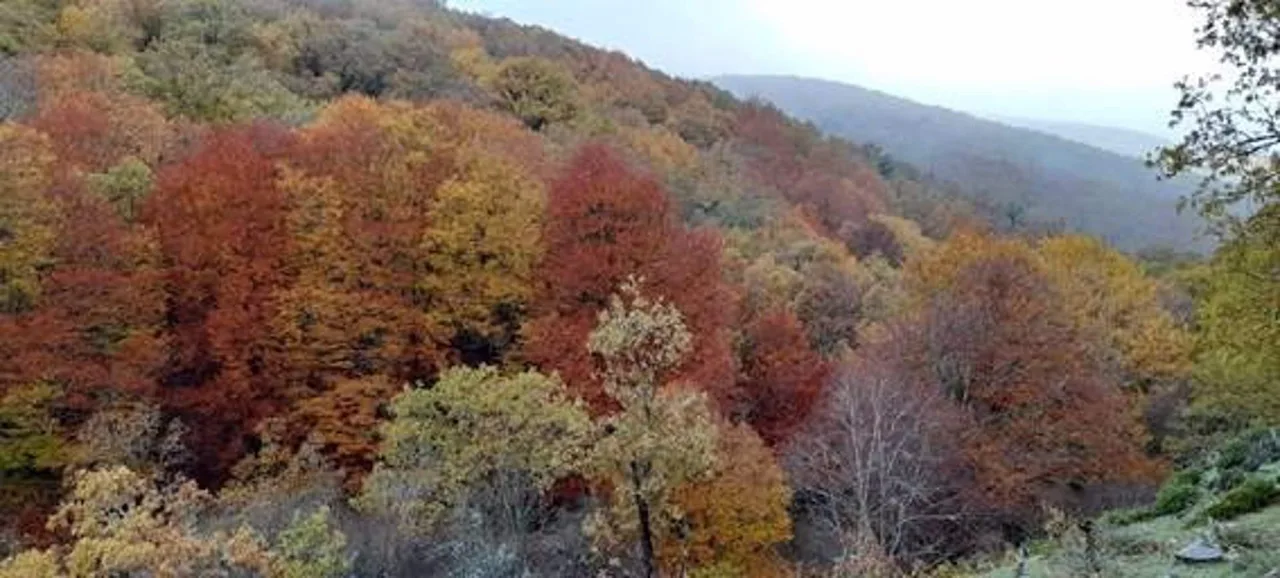 Bosque mixto de hayas y robles en la Sierra de Ayllón, Segovia (España). Sequía / Foto: MNCN