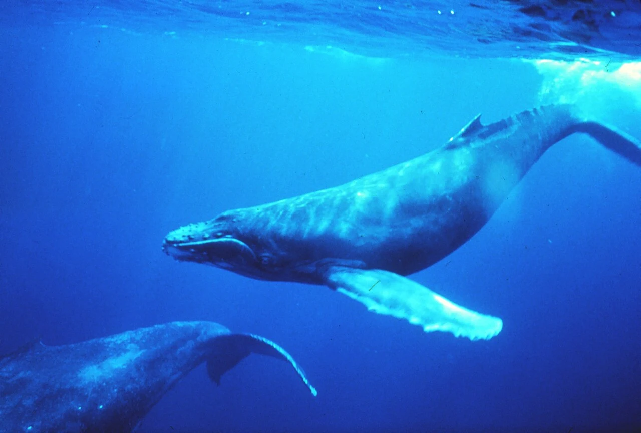 Ballena jorobada se comunican ampliamente tanto con canciones como con llamadas sociales. Búsqueda de inteligencia no terrestre con ballenas / Foto: Wikipedia