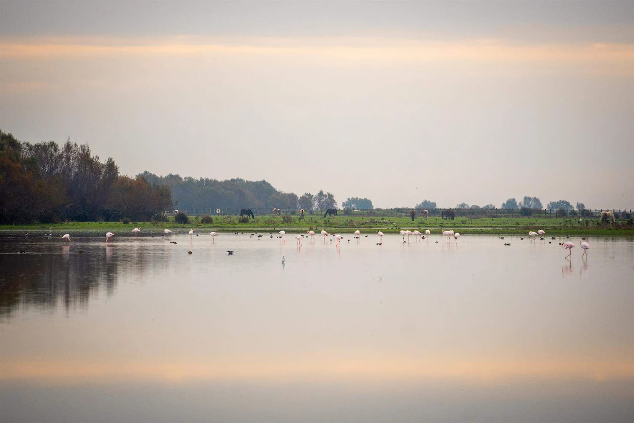 Doñana sale de la lista verde de la Unión Internacional de la Conservación de la Naturaleza (UICN) / Foto: Francisco J. Olmo