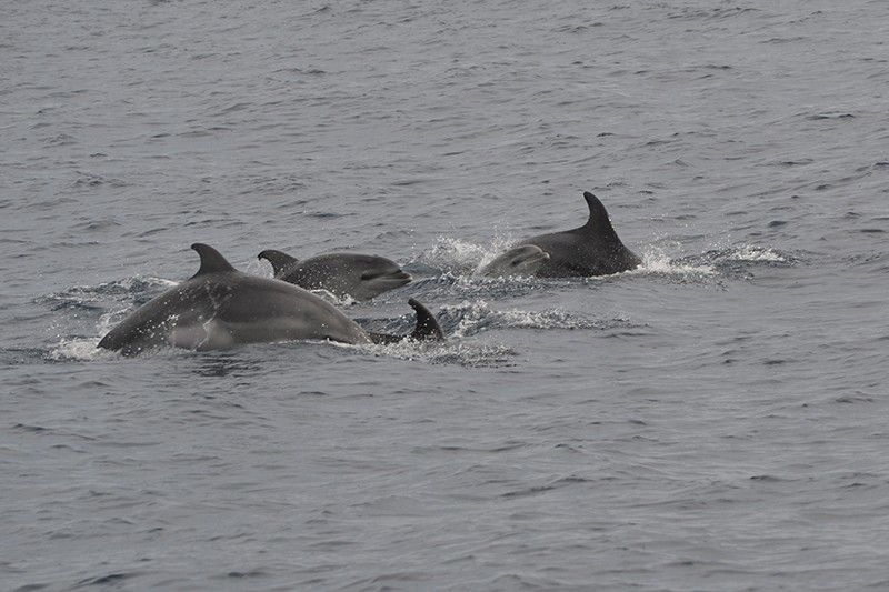 Avistamiento de un grupo de delfines mulares con crías en la zona de estudio / Foto: Associació Cetàcea - EP