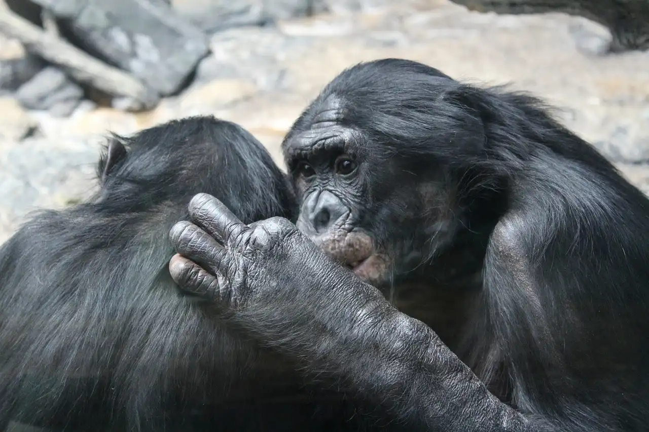 Los simios poseen mecanismos cognitivos similares a los nuestros / Foto: SINC