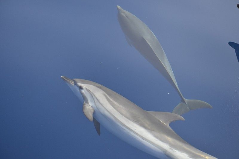 Delfines listados nadando en paralelo a la embarcación de los observadores / Foto: Associació Cetàcea