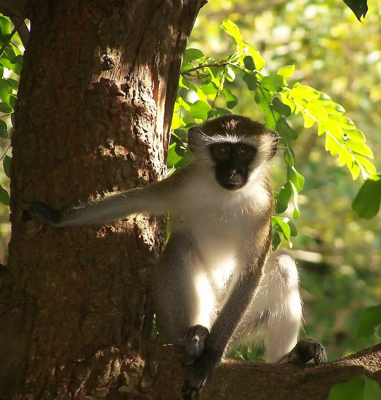 Los monos verdes se adaptan a las nuevas "normas" sociales de los grupos a los que migran / Foto: Wikipedia
