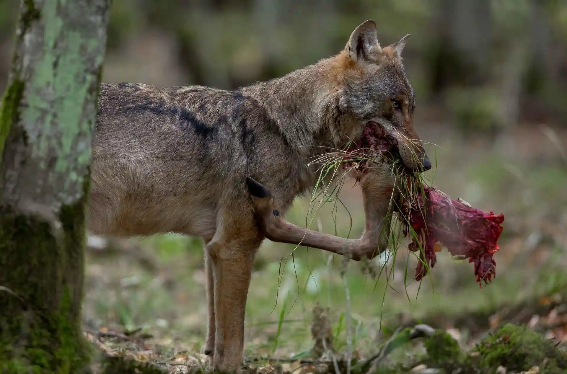 Bruselas pide flexibilizar la protección del lobo en la UE / Foto: EP