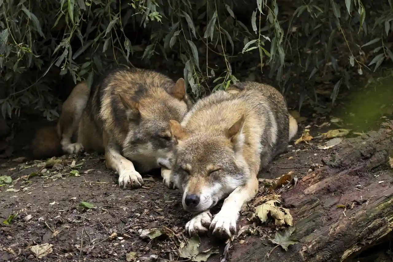 ONG internacionales piden mantenir la protección del lobo / Foto: PB