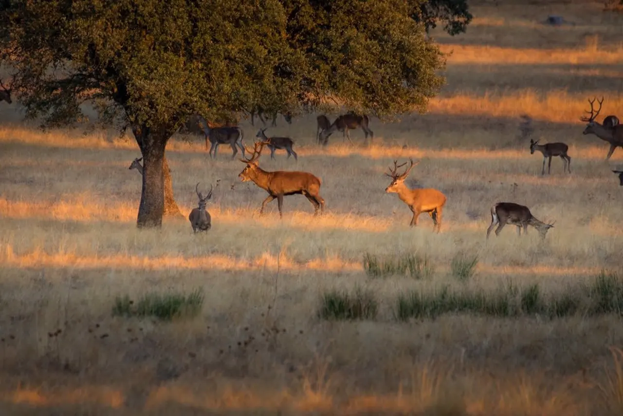 ONG ambientales recurren la resolución de la Junta de Extremadura que permite cazar en el Parque Nacional de Monfragüe / Foto: SEO/BirdLife