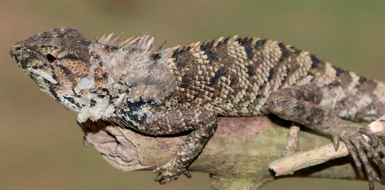 La iguana 'Calotes wangi' mide menos de nueve centímetros de largo / Foto: Yong Huang