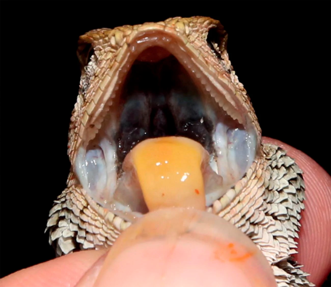 Una de las características distintivas del Calotes wangi es su lengua anaranjada / Foto: Yong Huang