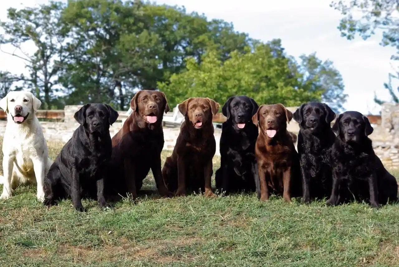 En ocho años el número de perros en Europa se ha tripiclado casi un 200% / Foto: Real Sociedad Canina de España - RSCE