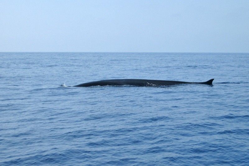 El rorcual común es el segundo mayor animal del planeta y puede superar los 20 metros de longitud / Foto: Associació Cetàcea