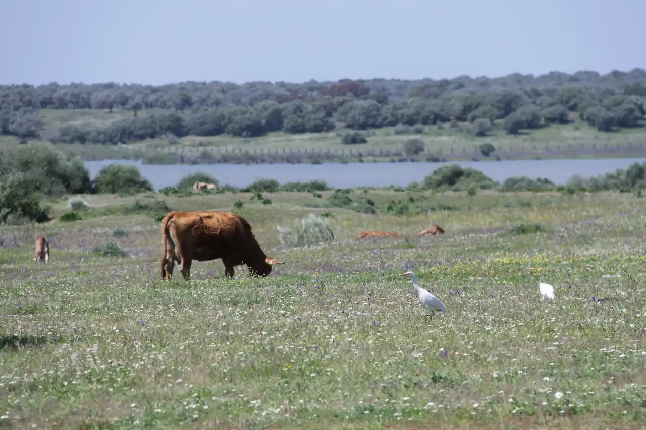 Paraje de Dehesa de Abajo, en Doñana. "Récords negativos" de 2023 / Foto: EP