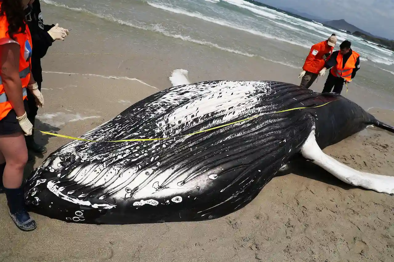 Ejemplar de ballena jorobada que ha quedado varada en la playa de Marmadeiro. Récord de animales varados en las costas gallegas / Foto: Raúl Lomba - EP