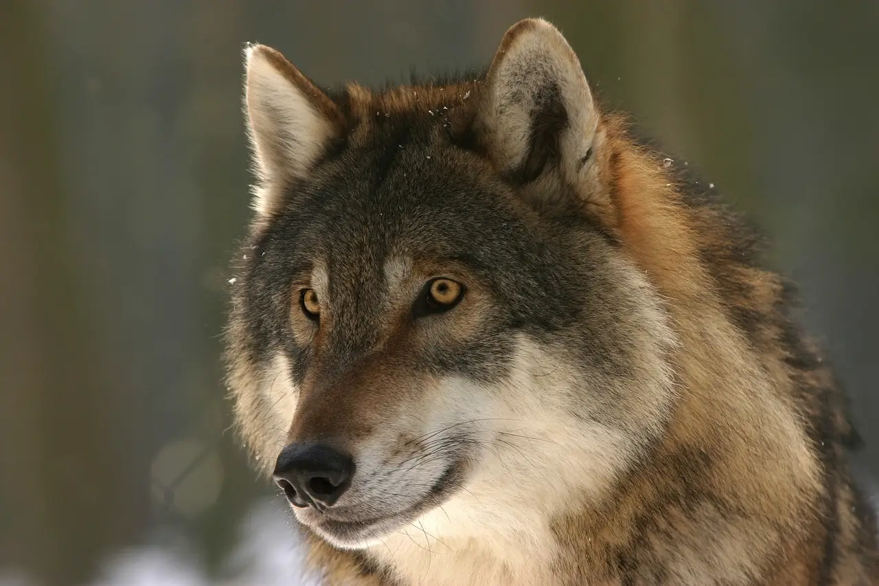 La protección del lobo permite la recuperación de la naturaleza salvaje. Los lobos tienen tanto derecho a estar aquí como nosotros / Foto: PB