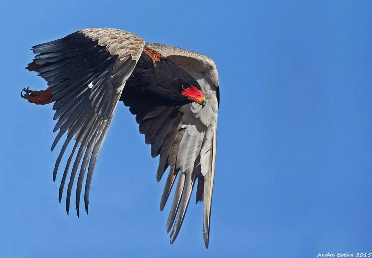 Un águila volatinera en Sudáfrica. El número de aves rapaces ha ido disminuyendo en todo el continente durante décadas debido a la expansión de la agricultura / Foto: EP