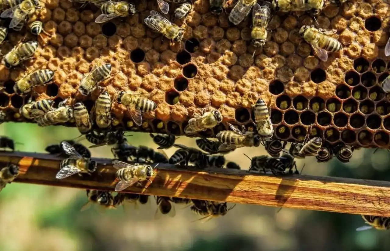 Estudios revelan por qué las abejas melíferas producen menos miel / Foto: EP