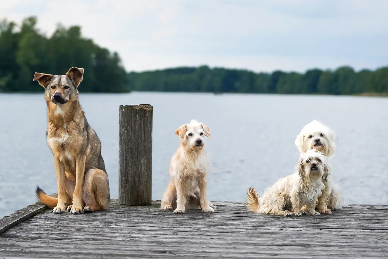 Crean células madre pluripotentes inducidas caninas a partir de células derivadas de la orina / Foto: PB