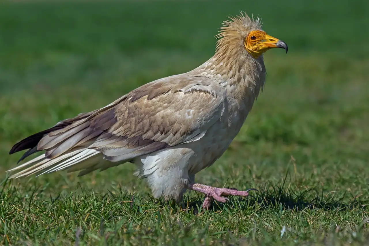 El alimoche o guirre es una especie catalogada en peligro de extinción. Los alimoches / Foto: MNCN