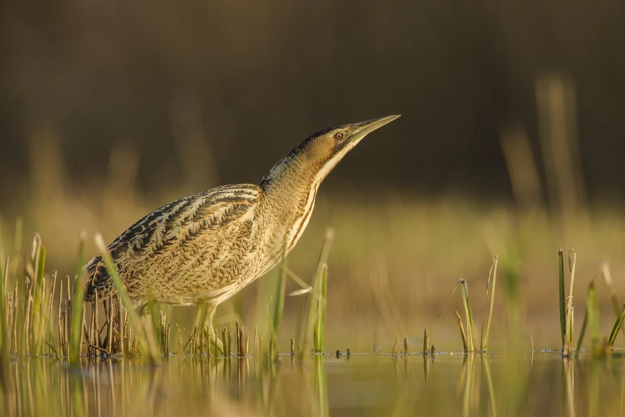 El avetoro común, elegida 'Ave del Año 2024' / Foto: SEO/BirdLife