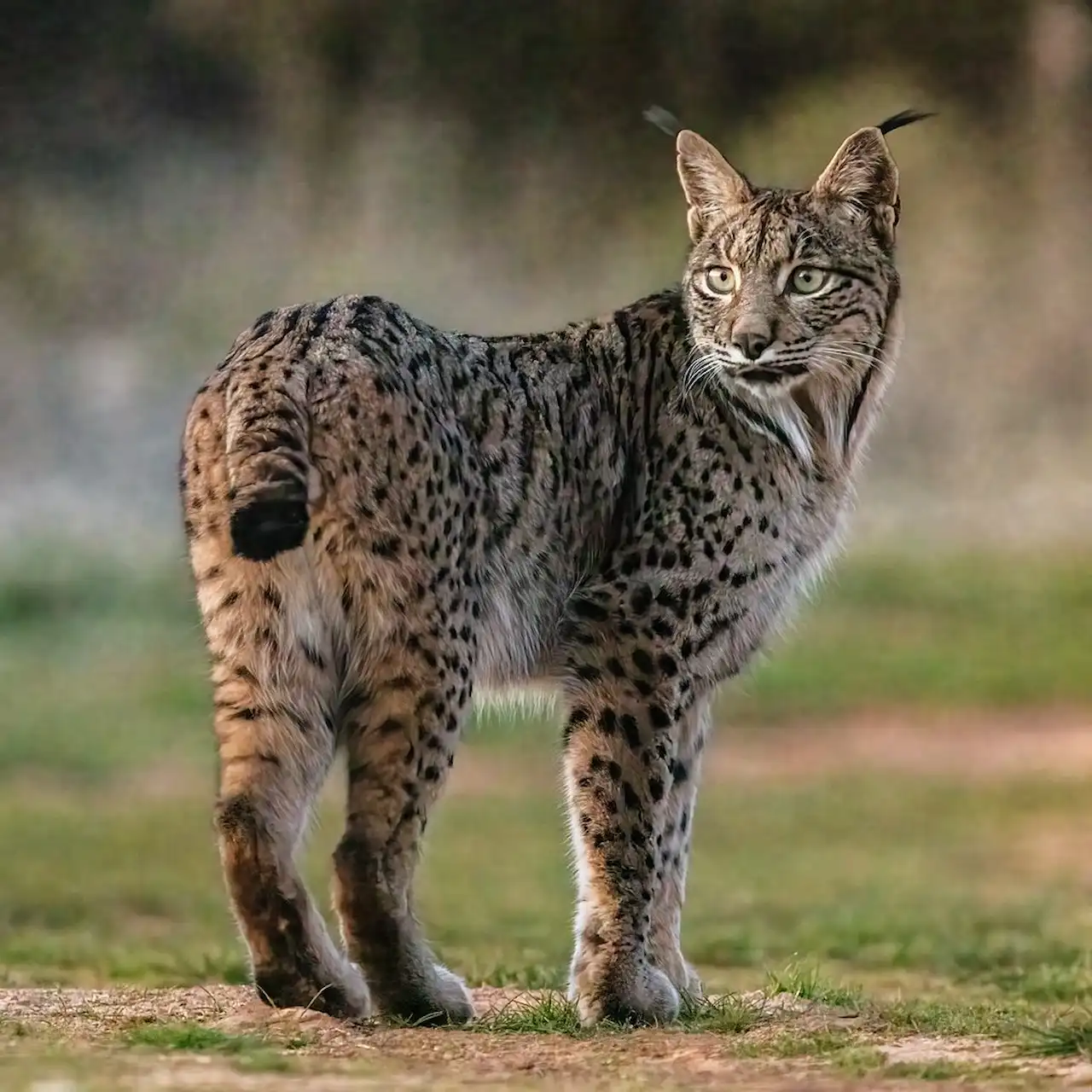 La hibridación entre especies es un fenómeno muy frecuente. Lince ibérico / Foto:  Wikimedia Commons CC BY-SA