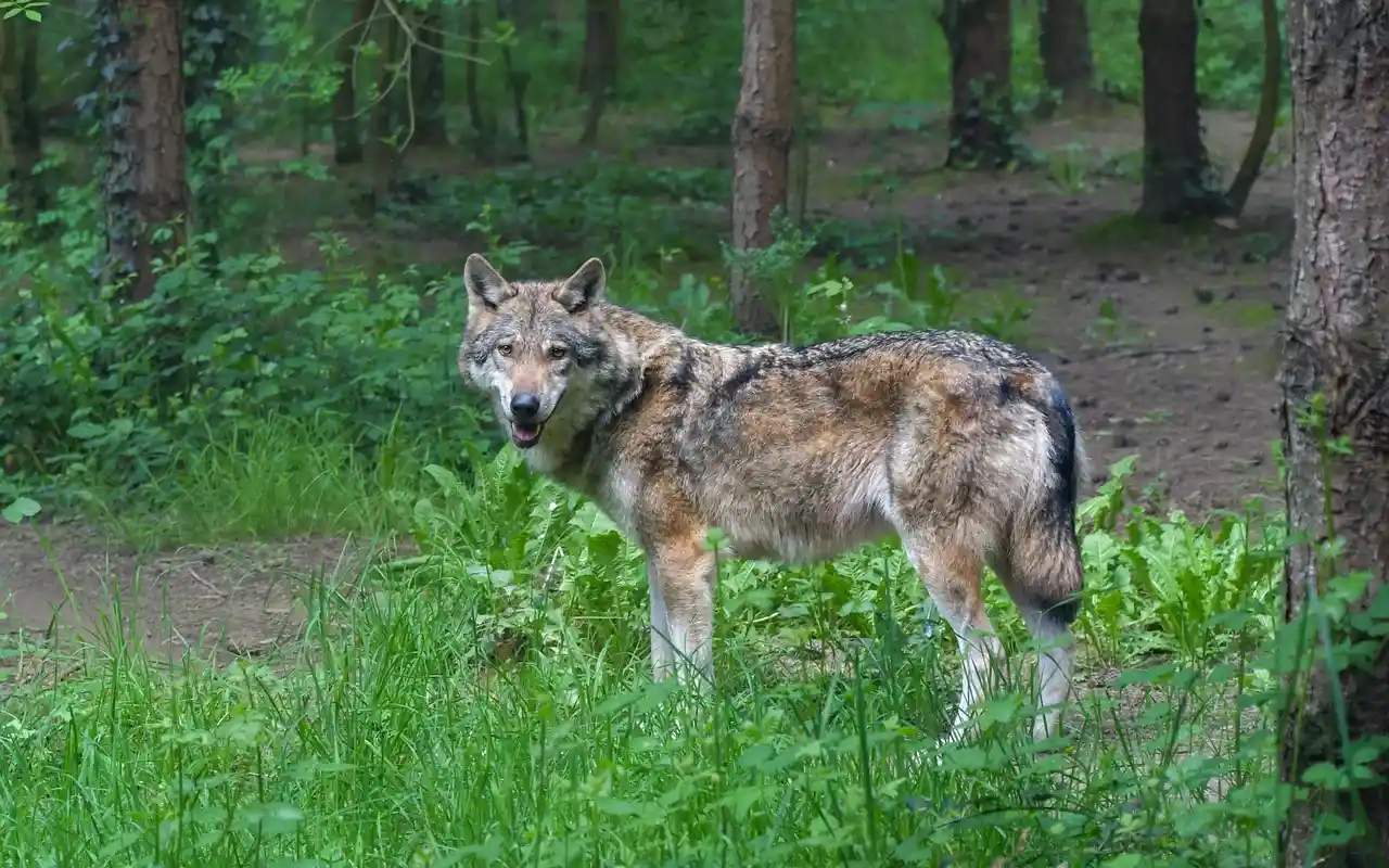 El lobo es un depredador clave que desempeña funciones reguladoras esenciales dentro de los ecosistemas / Foto: PB