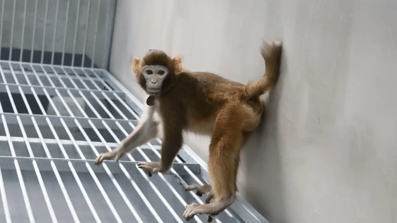 El mono clonado, con 17 meses de edad / Foto:  Zhaodi Liao - Nature Communications