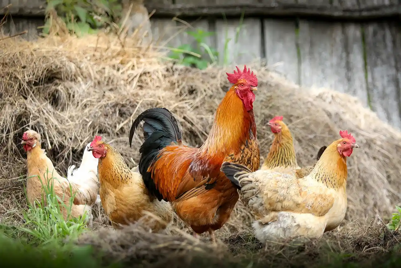 Paralizada la rifa de un gallo vivo por la festividad de San Antón / Foto: PB