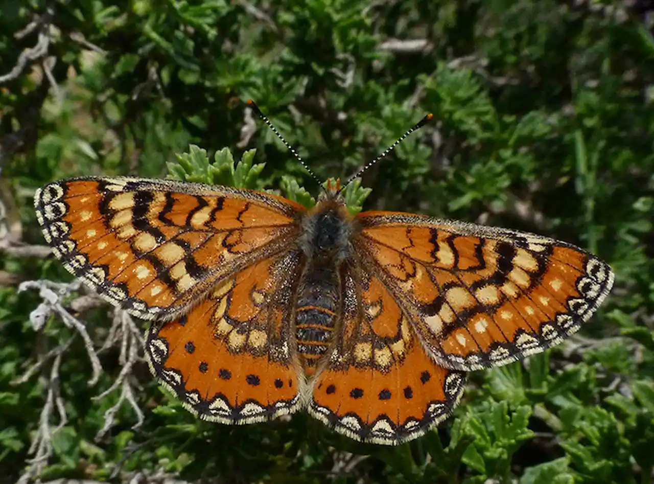 La mariposa 'Euphydryas desfontainii' endémica de Parque Nacional de la Sierra de las Nieves / Foto: Wikimedia Commons