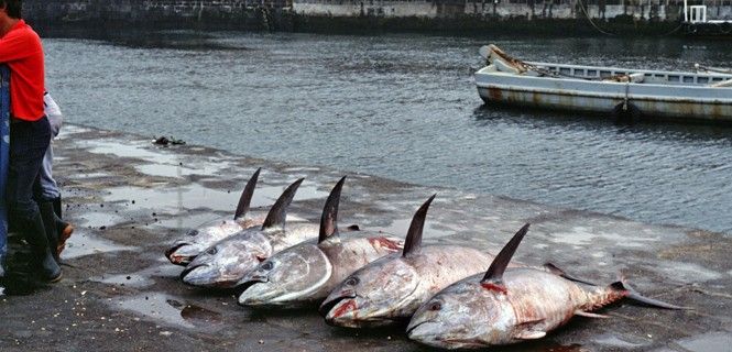 Ejemplares descargados en Ponta Delgada, la capital del archipiélago portugués de Azores / Foto: N. Nehrin