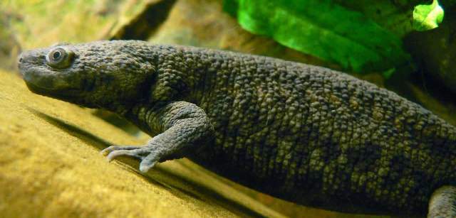 1280px Pleorodeles waltl 1280px Pleorodeles waltl