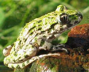 298px Pelodytes punctatus side