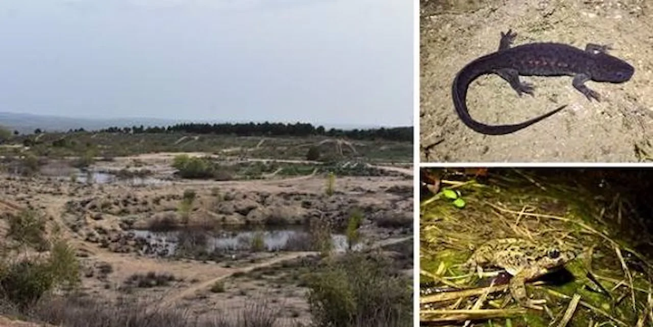 La importancia de las canteras renaturalizadas para albergar poblaciones de anfibios amenazados / Foto: MNCN-CSIC