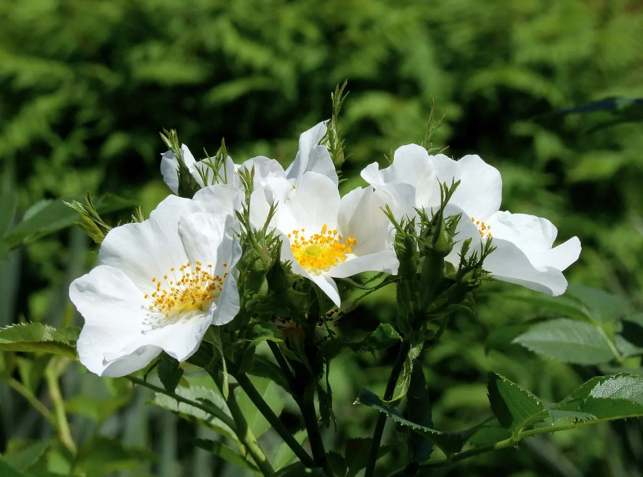 La biodiversidad del sotobosque europeo pierde orquídeas pero gana rosas. Rosal silvestre 'Rosa canina' / Foto: PB