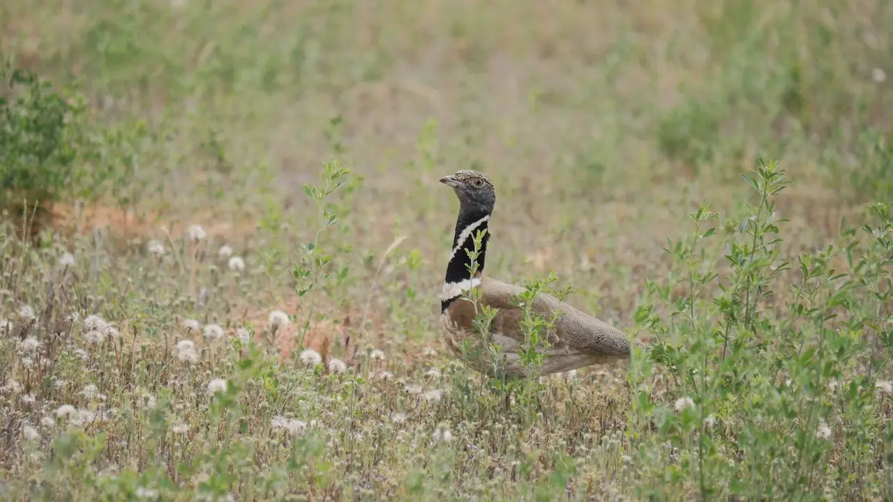 El declive de las aves esteparias. Ejemplar de sisón común / Foto: UAM