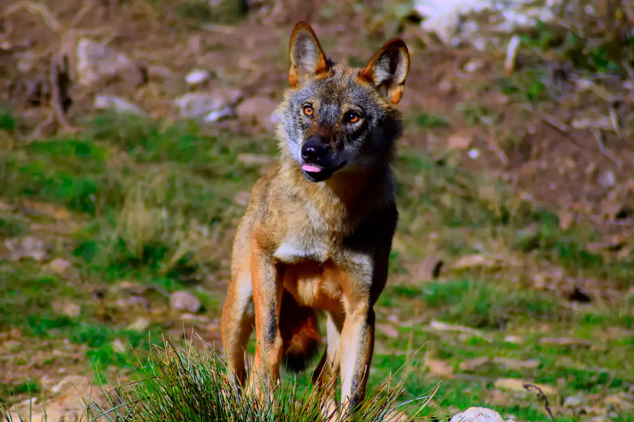 Significativas variaciones de endogamia en el lobo ibérico / Foto: CSIC