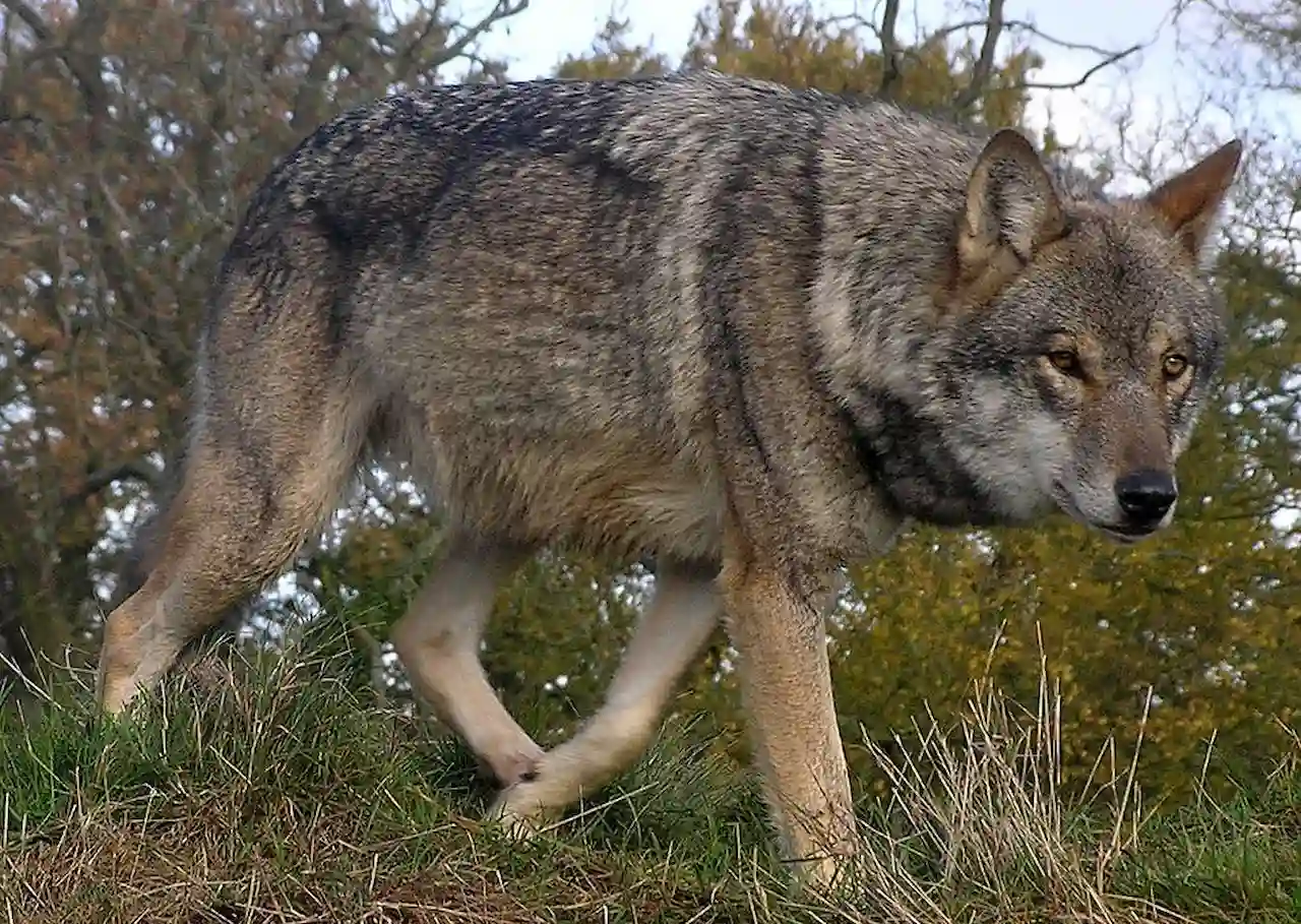 Extremadura deja fuera el lobo ibérico de sus acciónes de conservación dentro del Programa Life / Foto:  Wikimedia