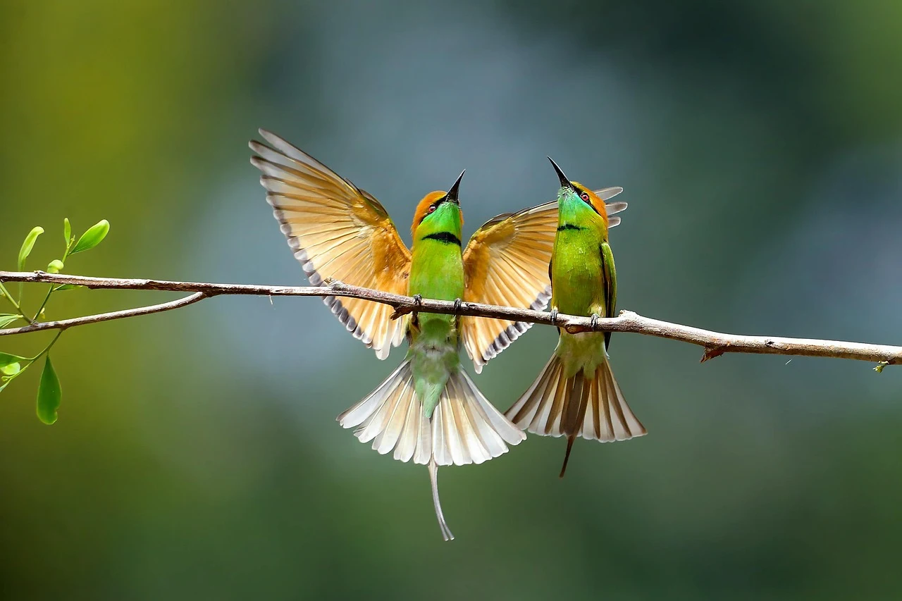 Las aves de diferentes especies interaccionan a través del canto / Foto: PB